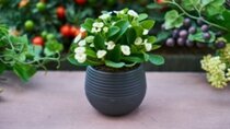 Bloempotten  width=